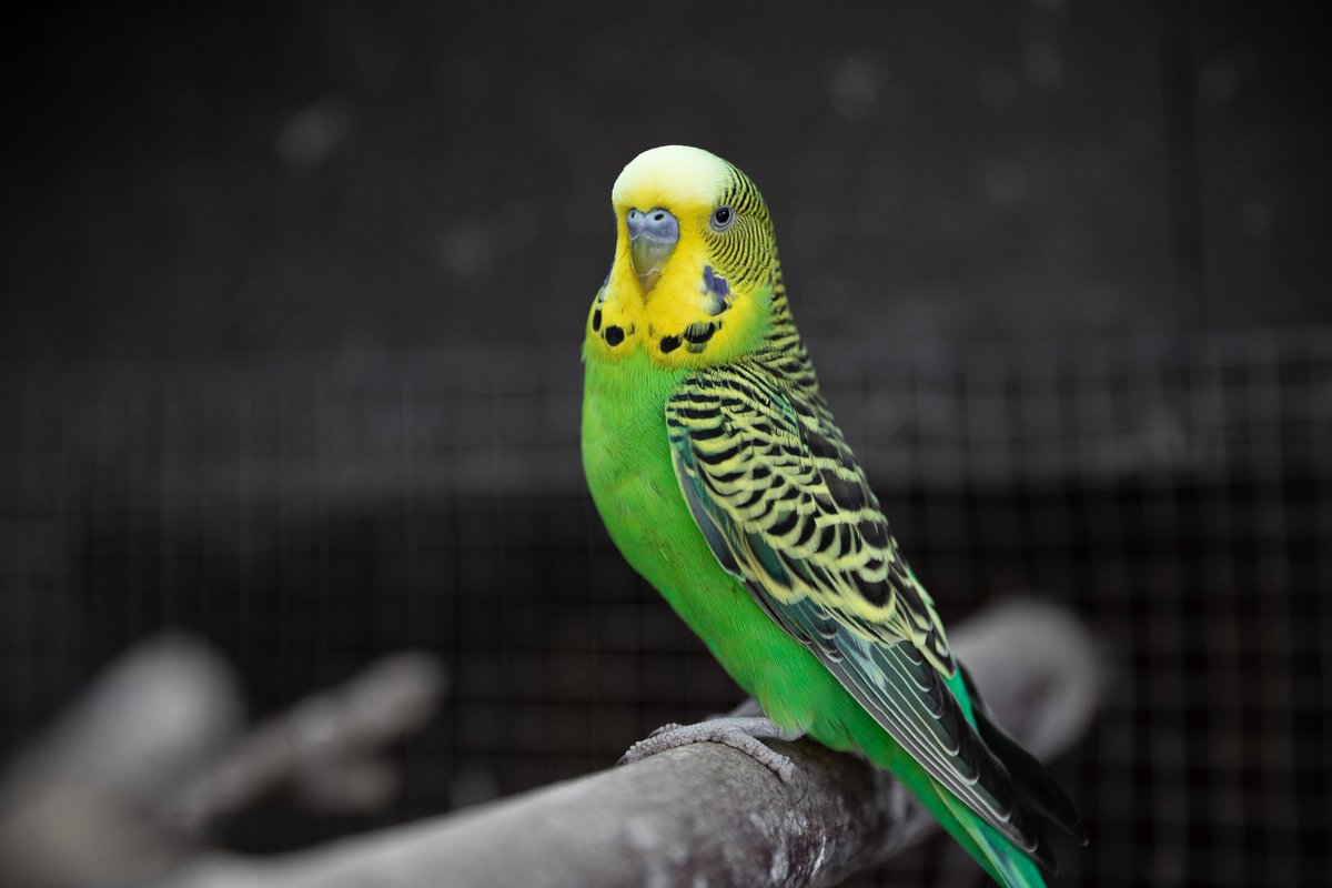 Budgies are like if adorable angry puppies were also florescent birds.