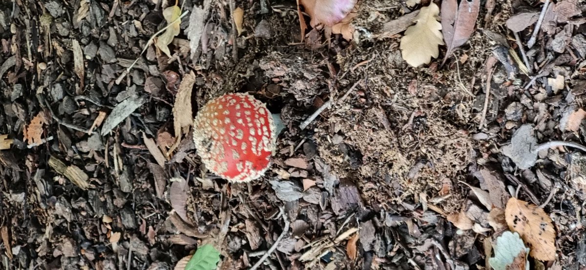 No, Travis, you are far too old to consider picking and boiling and consuming fly agaric juice. This is not 17th Century Europe, and you are not a wise woman of the village. #AmanitaMuscaria #CBR #Fungi