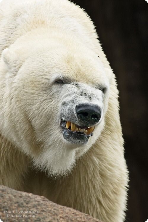 Je suis prudent,
Ma proie sera toujours entre mes dents,
Le pôle ne donne ni privilège ni dons
Seul l'ours polaire reste roi des mers Arctique comme Poséidon