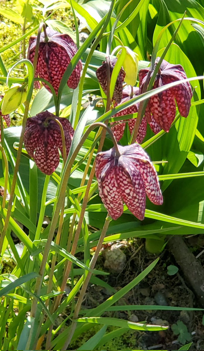 Fritillaria on the grounds of Smith College