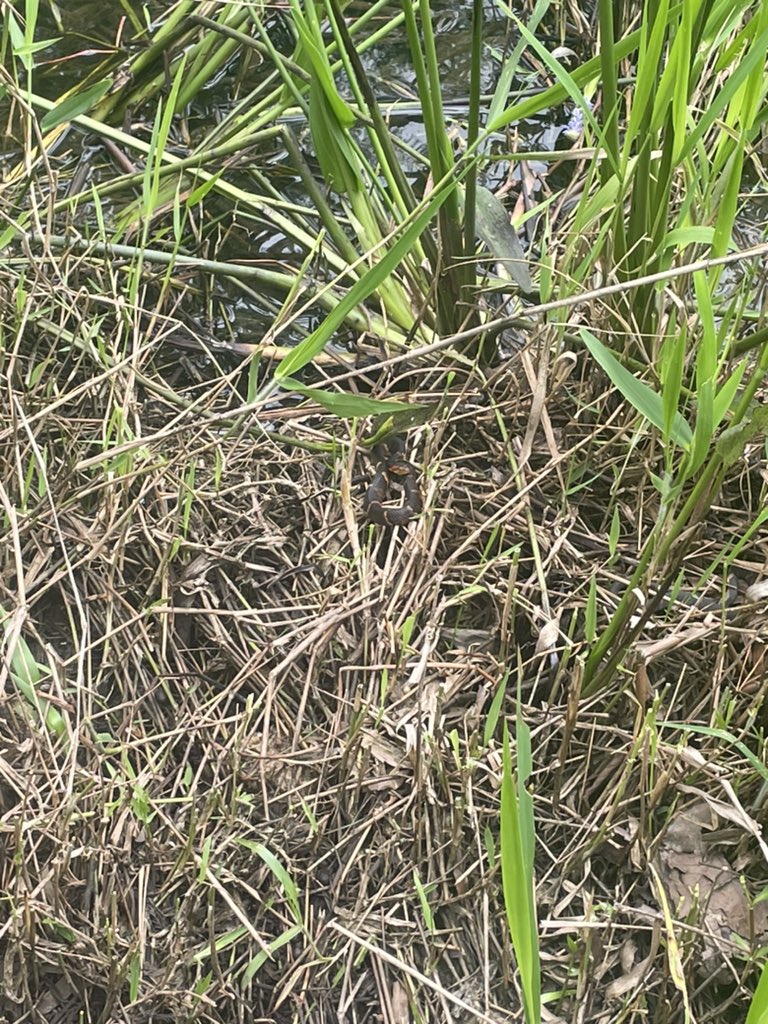I call the last patch of dead grass before the boardwalk ends the snake nursery. Little ones rest, lifting heads, learning about snake life @houstonarboretum #houston #wilderness #babysnakes #toddlersnake #nature #walking #naturelovers