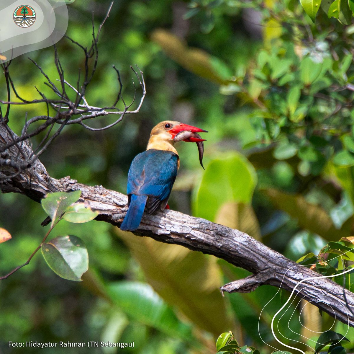 Bersyukur adalah cara terbaik agar merasa cukup, tak perlu berharap lebih sebelum berusaha lebih. Selamat Selasa pagi Sobat Hijau, burung pekaka emas sedang bersiap menyantap mangsanya, ikan mihau di kawasan BTN Sebangau. Kalian sarapan apa pagi ini? 😊 #KLHK #satwakita