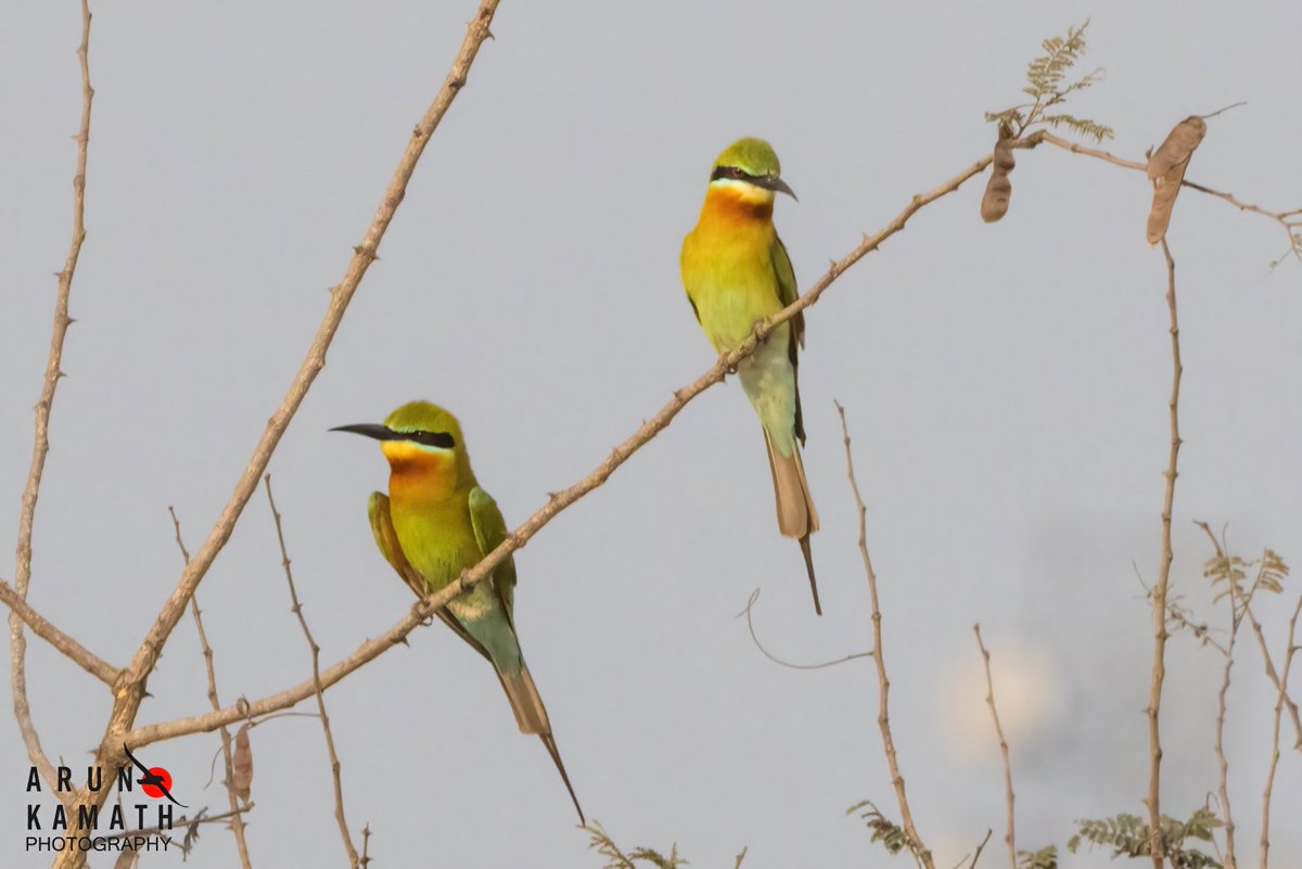 Here are the Blue tailed Bee eater for #twosday they come to Northern part of India and breed on the river banks, water bodies and the nest is made in Sand banks. #IndiAves #TwitterNatureCommunity #ThePhotoHour #BirdsOfX