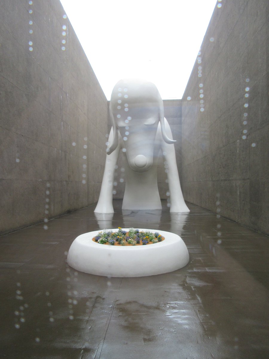 雨の日の美術館もいいですよ😊
The Aomori Museum of Art is fascinating even on rainy days.☔️
#奈良美智　#あおもり犬　#青森県立美術　#ライト展　#美術館堆肥化宣言　#かさなりとまじわり