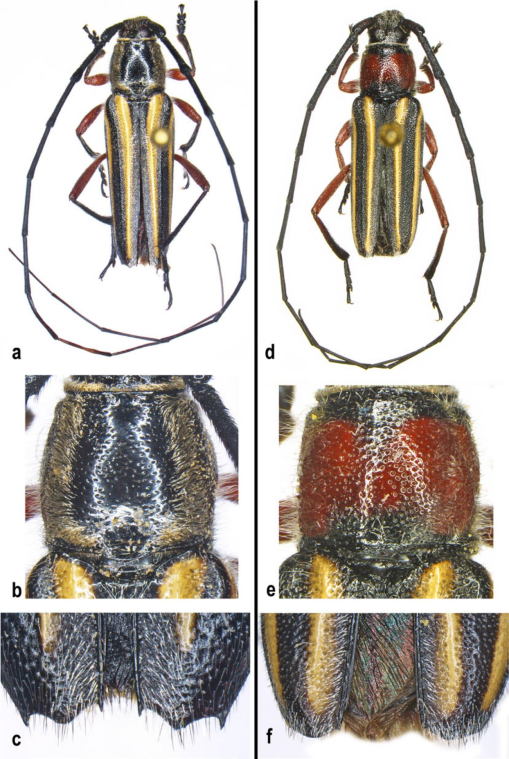 #LiteratureNotice Lingafelter. Resurrection of Sphaenothecus cylindricollis (Casey, 1924), former synonym of Sphaenothecus bilineatus (Gory, 1831) (#Coleoptera: #Cerambycidae: Cerambycinae: Trachyderini). doi.org/10.3956/2024-1… #Beetle #Beetles #LonghornBeetles #Taxonomy