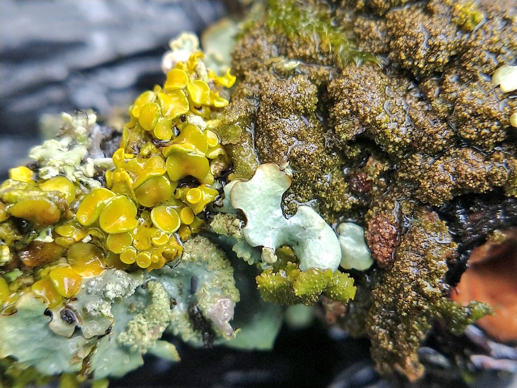 Squelchy stick alert 😊 rain refreshed #lichen on board #lichenology #macro #fungi #nature #wildlife #thephotohour