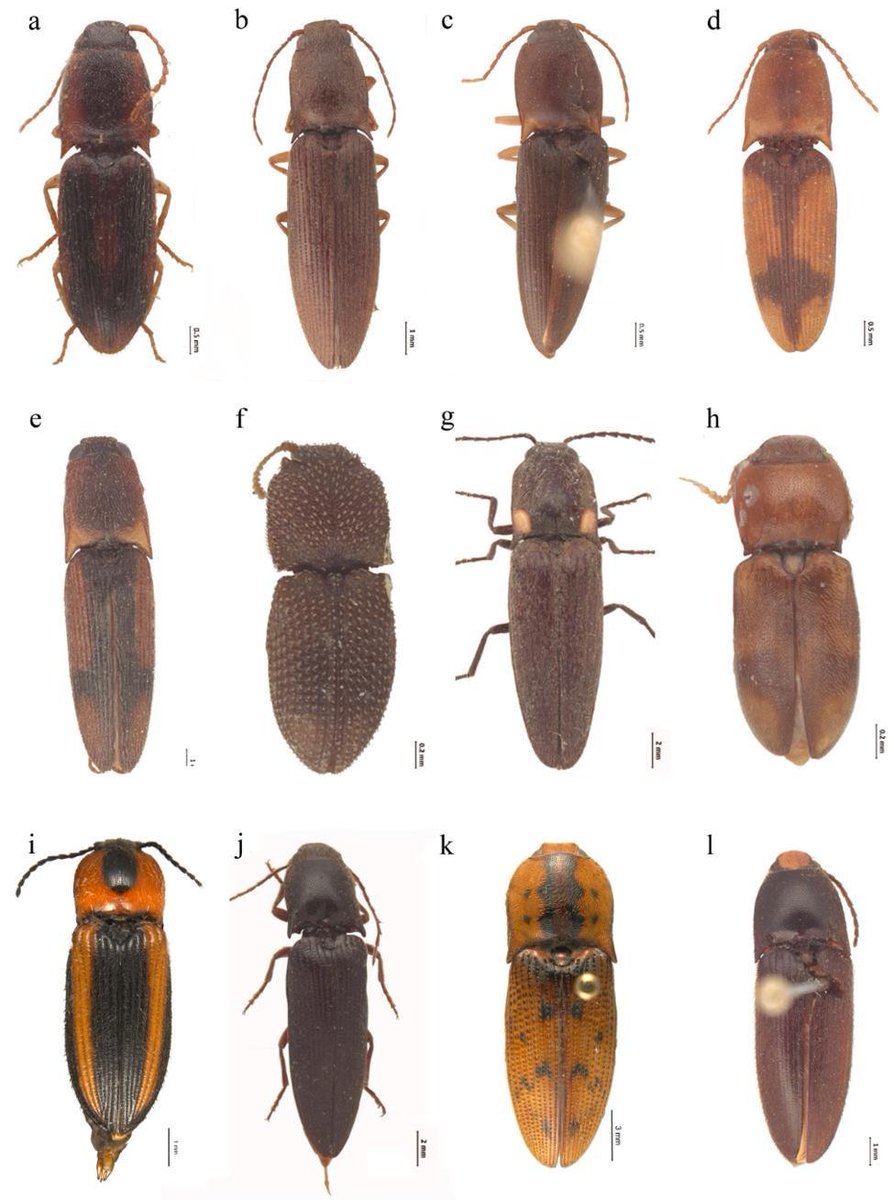 #LiteratureNotice Martínez-Luque & Zurita-García. #ClickBeetles (#Coleoptera: #Elateridae) from Michoacan, Mexico; annotated list of species and #NewRecords. biotaxa.org/RSEA/article/v…. #Beetle #Beetles #CheckList