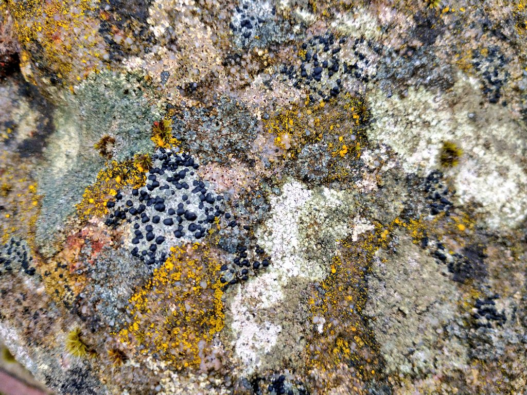 Rock #lichen patchwork quilt edition 😊 #lichenology #macro #fungi #nature #wildlife #thephotohour