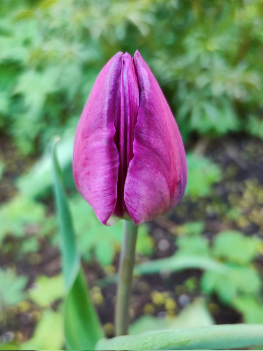 Beautiful tulips. 
🌷🌷🌷
#SpringVibes 
#Flowers 
#MyPhoto