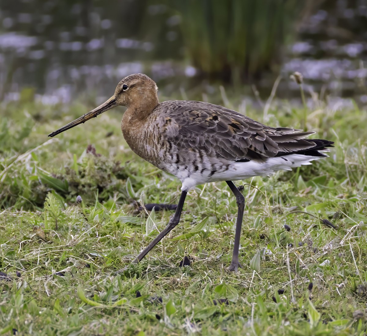 Black-tailed Godwit at RSPB St Aidan's today @nybirdnews @SwillyIngsBG @RSPBAireValley