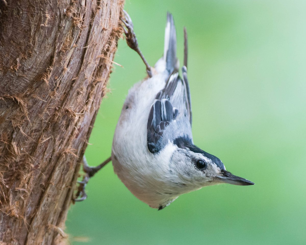 Nuthatches do seem to like that pose.