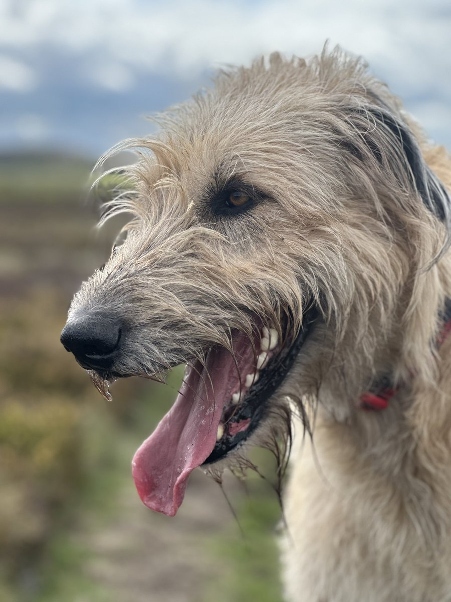 I think my TL has been so swamped with Lib Dem bullshit all day I need to offer you the best thing out of my day…. She’s not drooling- she had been slurping from a puddle. Standard Gloria.