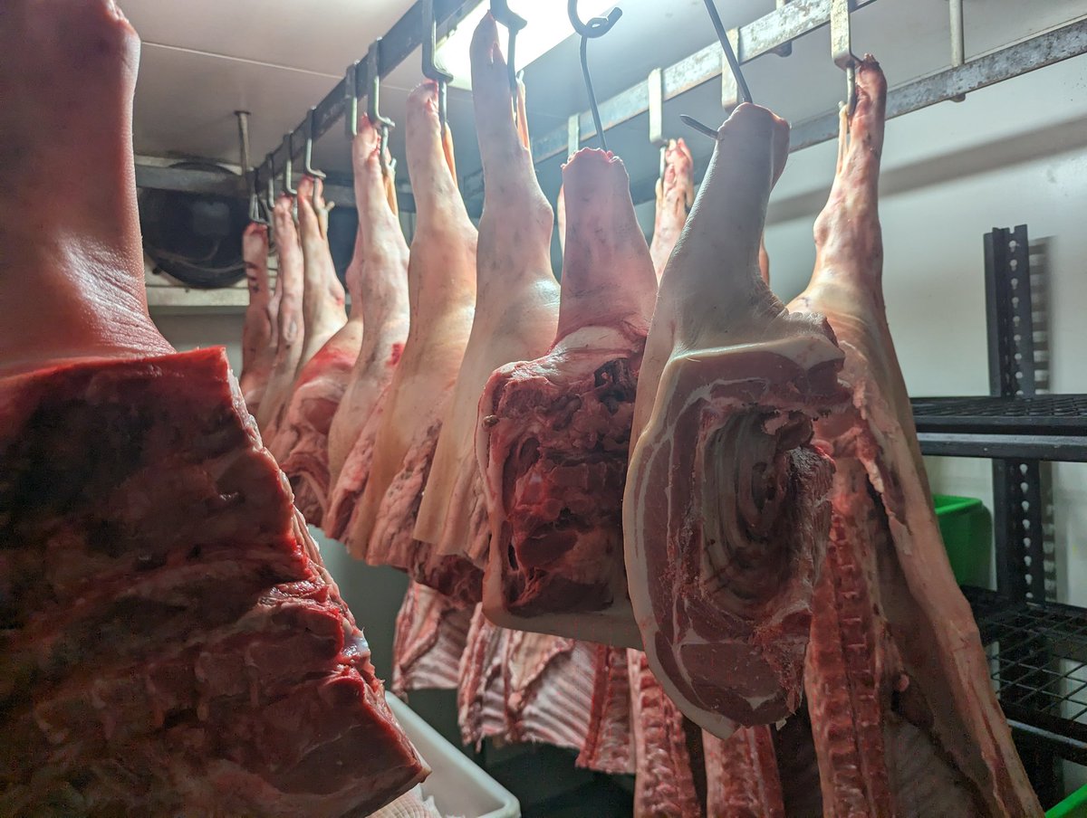 Pork is back on the menu! Due to supply demands we processed this batch slightly earlier than usual and ended up with hook weights around 65-70kg