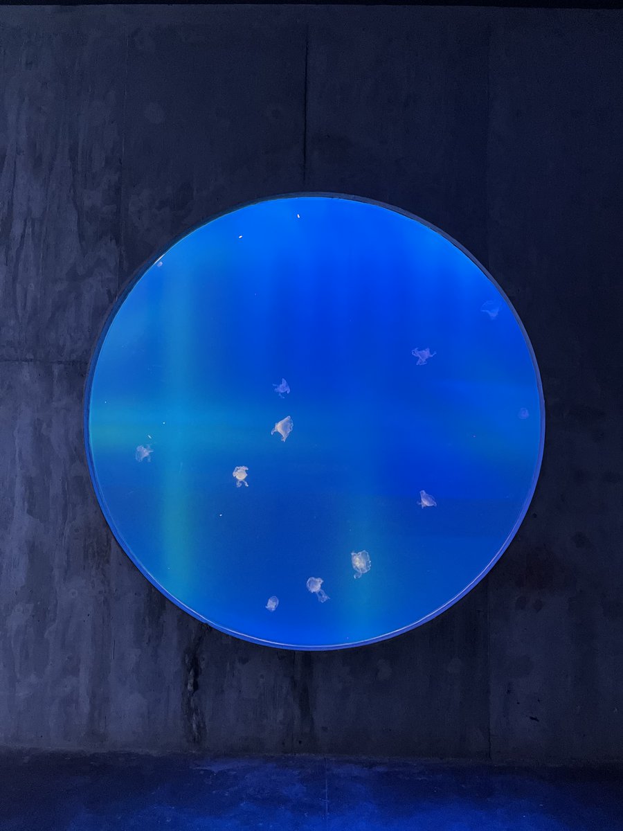 Mesmerizing jellies drift through the ethereal blue at Gran Acuario Mazatlán.🌀 @GranAcuarioMzt 
 
#GranAcuarioMazatlan #SeaOfCortez #AquariumDesign #MexicoMustSee #MexicoTravel #ExploreMexico