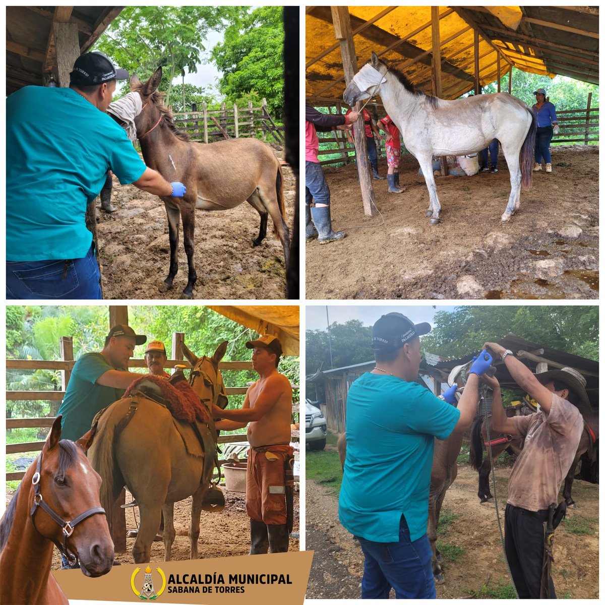 📣Continuamos trabajando por el bienestar animal🐴

✅Llegamos con nuestro equipo a San Rafael de La Arenosa y Miraflores con vacunación de encefalitis equina y desparasitación interna y externa🐴

💪 #SeguimosTrabajando