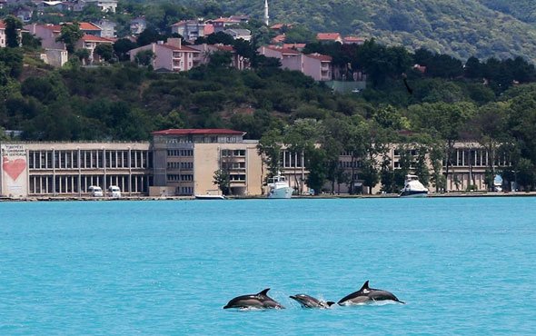 İstanbul boğazında yunuslar bol görünmeye başladılar..
7. boyut varlıkları olarak İstanbul'a muhafızlık yapıyorlar..