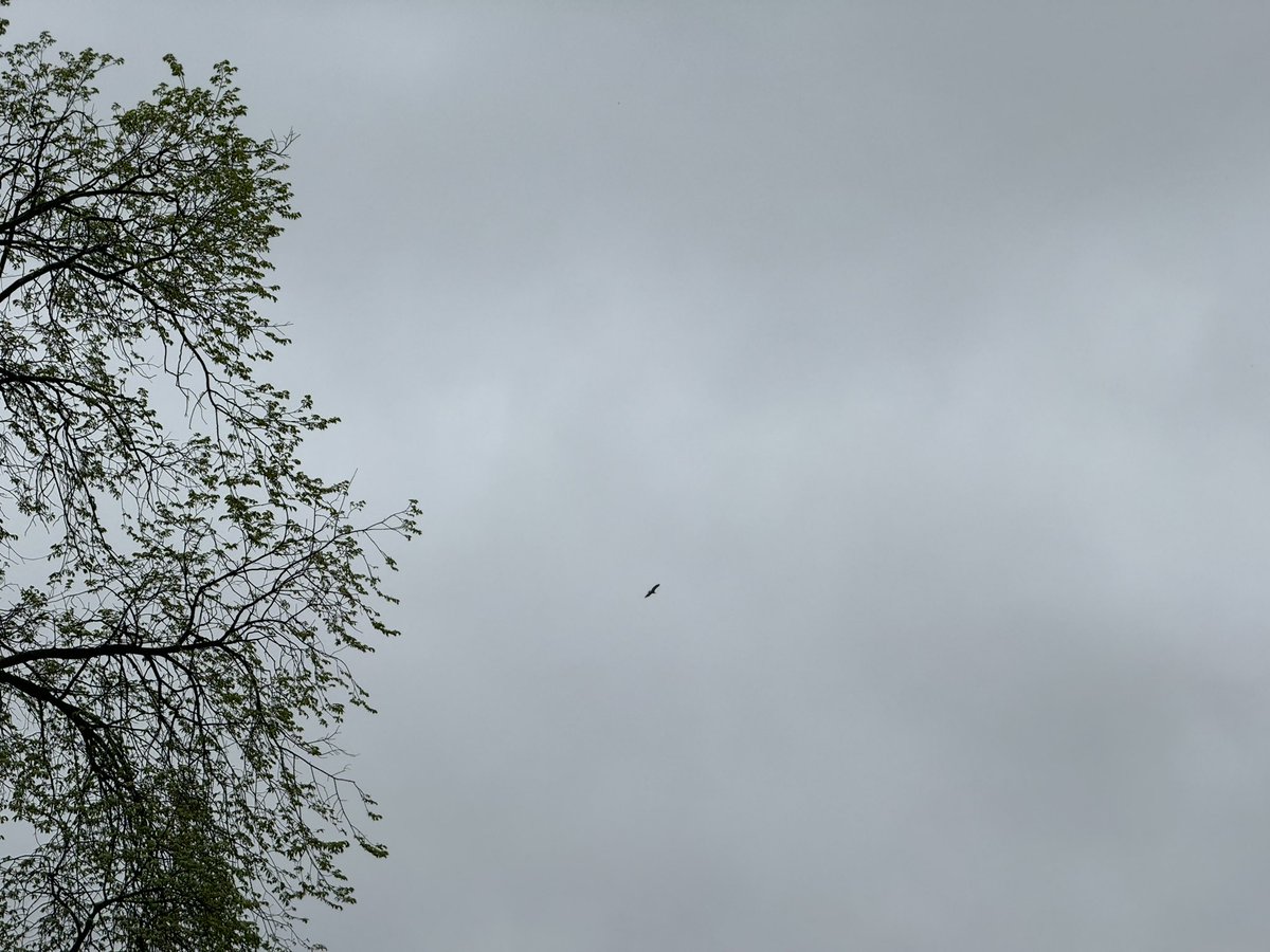 Anukhasan (bald eagle) flying over the #FreePalestine student encampment at U of Minnesota. Blessed.