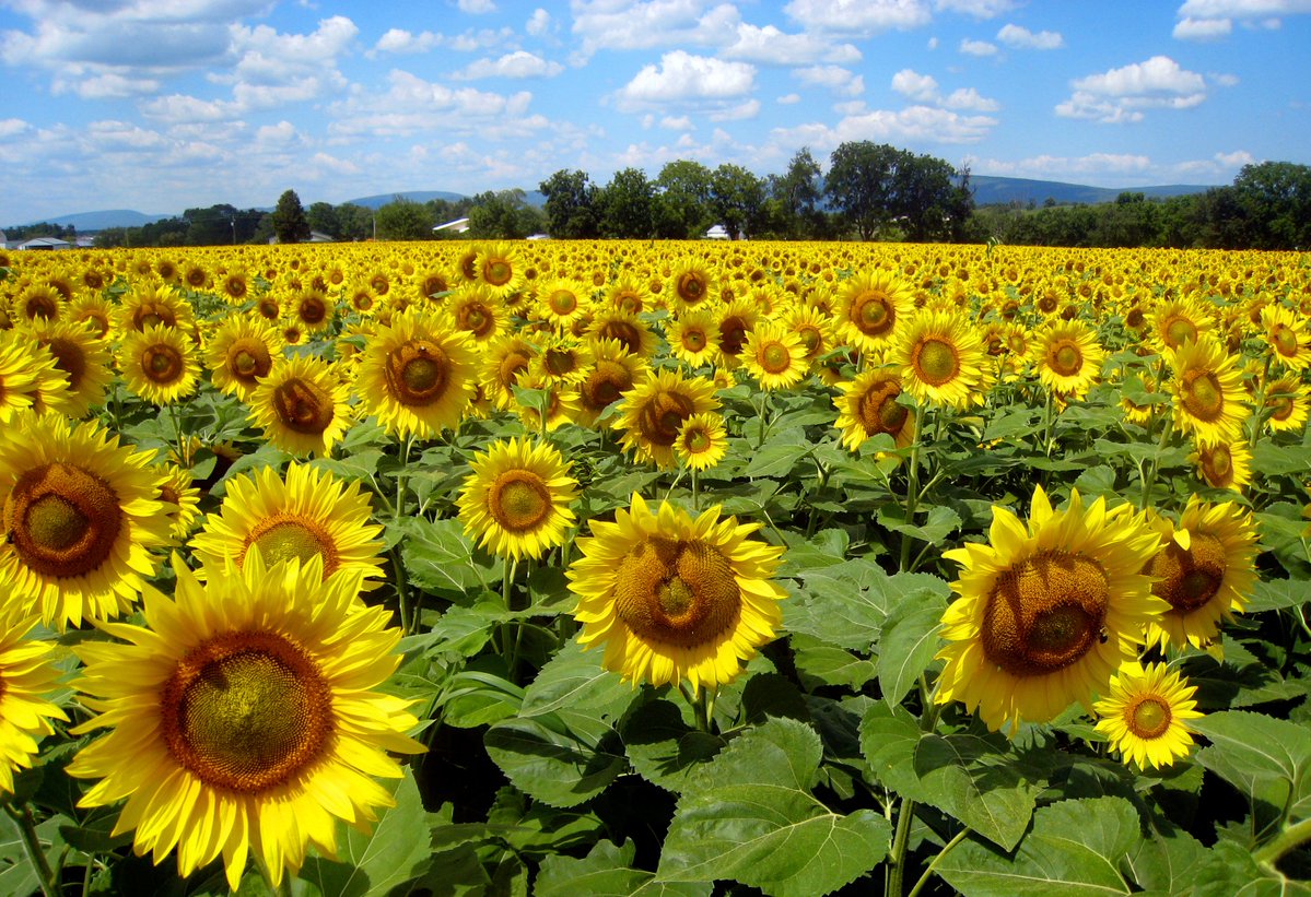 Here is the first #NewProfileBanner of #may including the run-up to the #BankHolidayWeekend. who loves #sunflowers tomorrow? (01-03 May 2024) #rollonsummer #summeroflove #LifeisBeautiful #summerparadise #summerloving #signsofsummer #stepintosummer🥰🌺🌹🌷🌼🌸💐💮🏵️🧥🌅🌄🌊⛵️⛴️🏖️