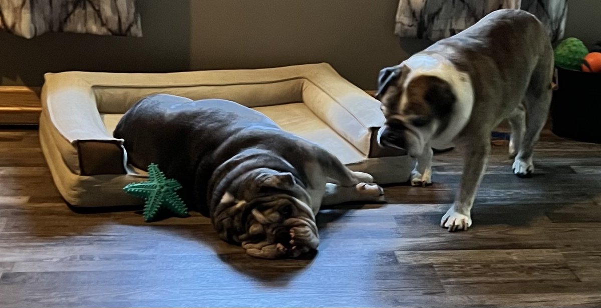 fremont_fred's tweet image. #FurSure our elderly bulldog bothers the pup constantly when pup settles down lol.