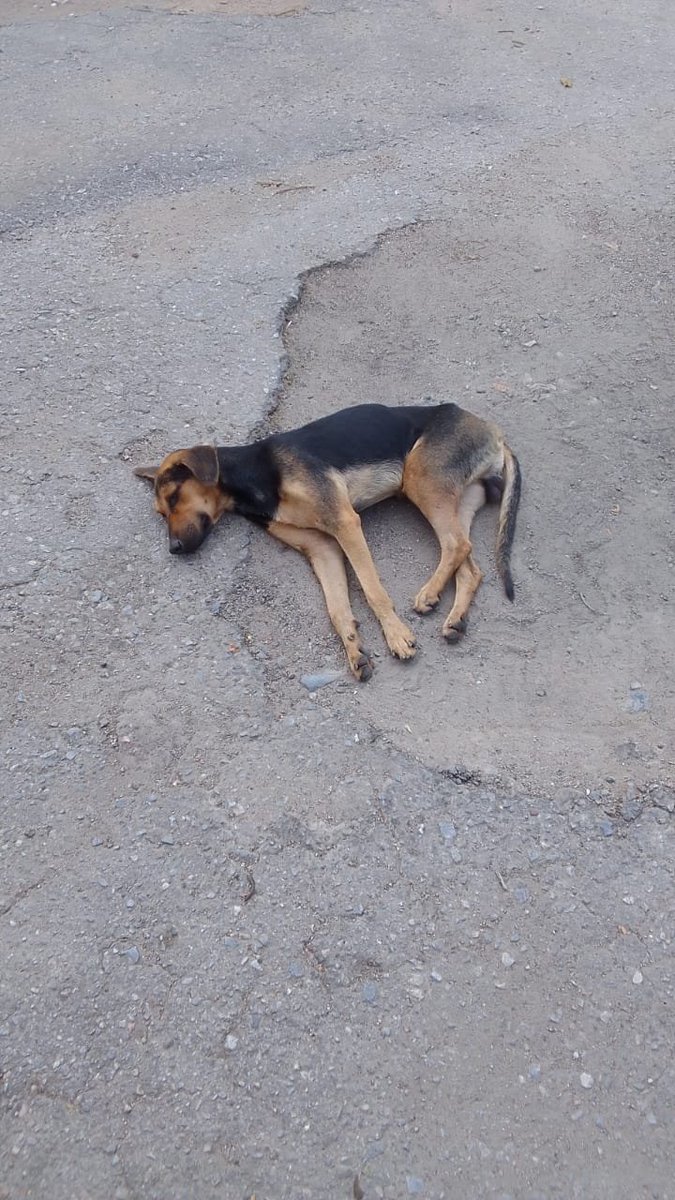 PerroUsuario's tweet photo. Reporta @GuaicaipuroAltu: Este perrito fue atropellado levemente y camina con una pata recogida. Se encuentra en la Av. constitución Este de Maracay, a la Altura del Barrio San Agustín. Que ruede la fotografia para que su familia lo encuentre, pues se ve desorientado. https://t.co/xtHzrqGGeX