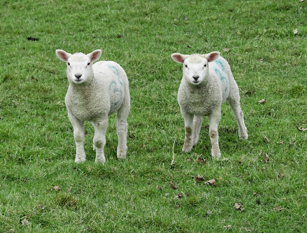 When we see farm animals in the countryside 🐑 none of us think “wow they look delicious” or get the urge to take one down and eat them. We are not natural meat eaters #GoVegan