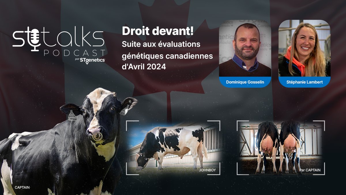 STgenCanada's tweet image. Mené par la vedette planétaire CAPTAIN, les nouvelles évaluations génétiques au Canada démontrent la fiabilité et la confiance avec laquelle les producteurs laitiers canadiens peuvent utiliser les taureaux #STgeneticsCanada. Pour écouter: bit.ly/3TTHsCH
#STtalks
