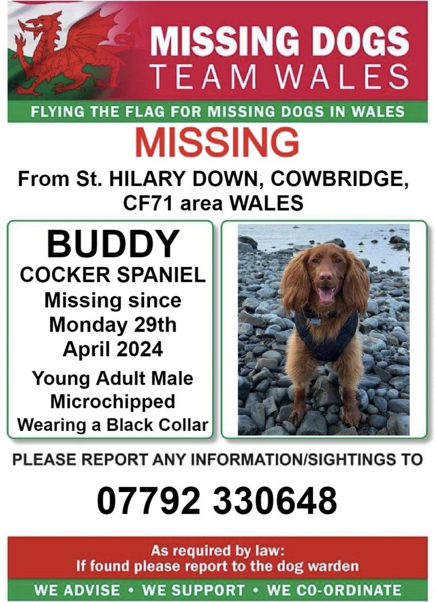 ❗❗BUDDY, MISSING From #StHILARYDOWN, #COWBRIDGE, #CF71 area #WALES ❗
❗SINCE MONDAY 29th APRIL 2024.
❗PLEASE LOOK OUT FOR BUDDY AND CALL NUMBER WITH ANY SIGHTINGS/INFORMATION ❗