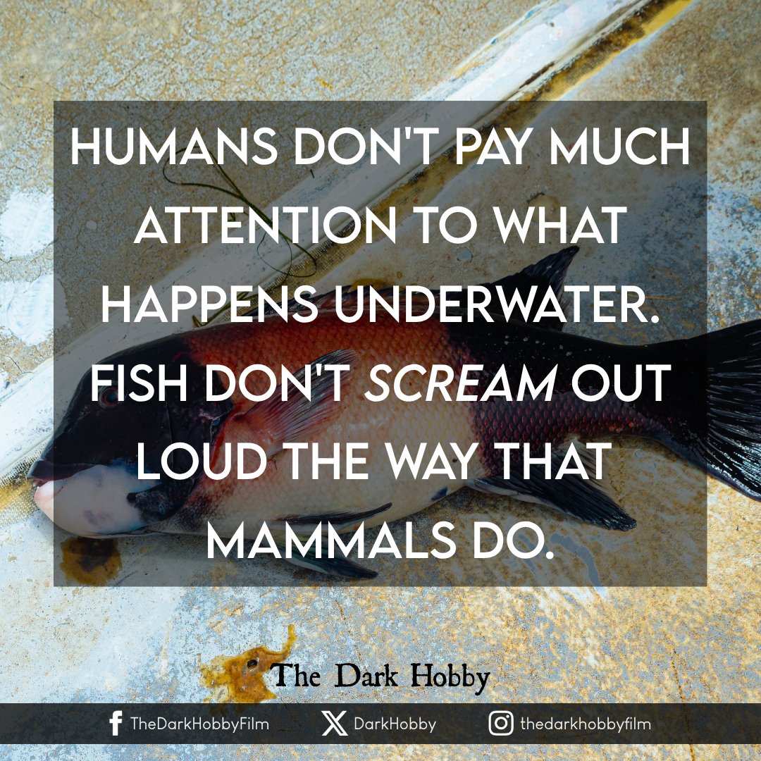 'Humans don't pay much attention to what happens underwater. Fish don't scream out loud the way that mammals do.'

The Dark Hobby
thedarkhobby.com

#thedarkhobby #animalprotection #animallives #fishprotection #fishlives #oceanawareness