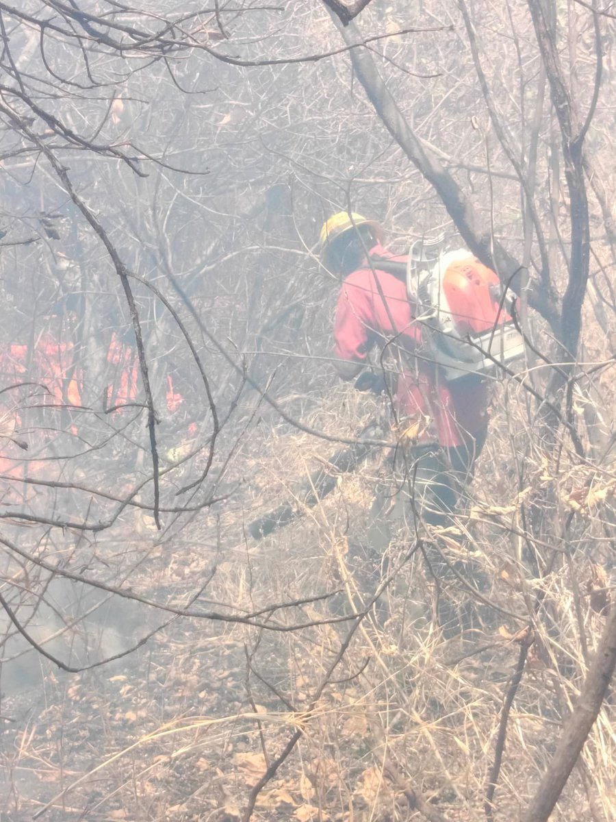 #AlMomento Se atiende #IncendioForestal en el paraje Bugambilias, #Zapopan. A las 13:48 horas, entran en combaten 16 bomberas y bomberos forestales de @SemadetJal y @BosquePrimavera.