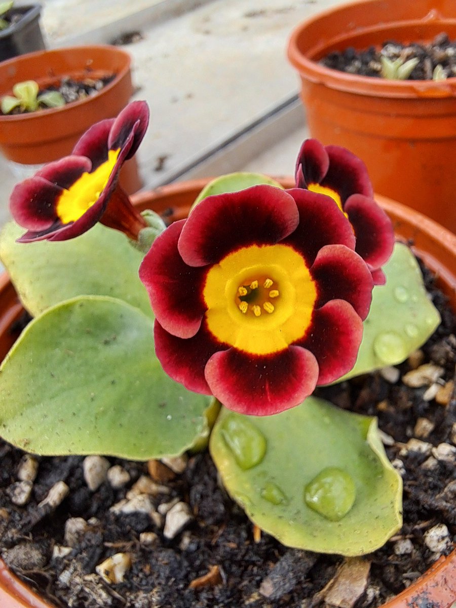 @GardensHour auricula Blythe Spirit #GardensHour