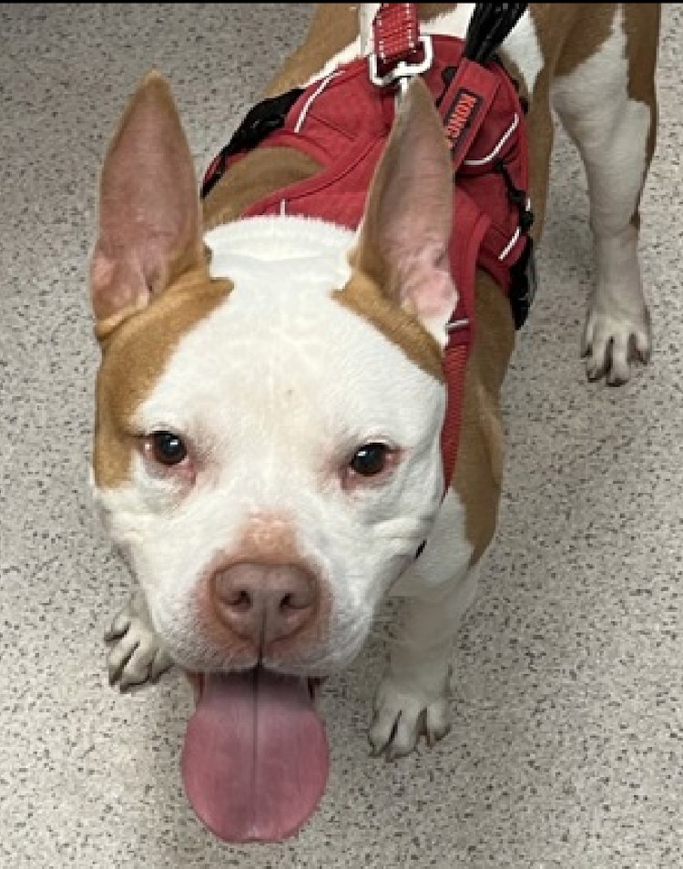 ➡️Brady⬅️has landed in Manhattan ACC ~ ~by his intake photos he looks relieved😥to be off the mean streets🗽of NYC. He was brought in stray+staff is getting to know his lovely personality! ➡️Brady⬅️ is about 6yrs old, his history is a blank page to the shelter. He does seem to