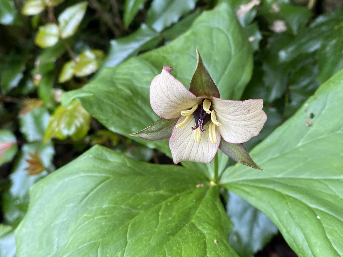 An unusual colouring in this Trillium erectum hybrid in the foliage garden. Trillium ovatum in front is just going over. #fairviewyearround