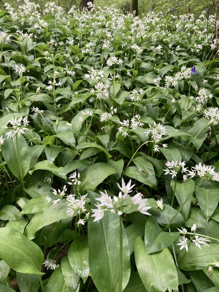 Snapshot of a delightful woodland with bluebells nestling into a tree and swathes of wild garlic in #HodgemoorWoods #GardensHour