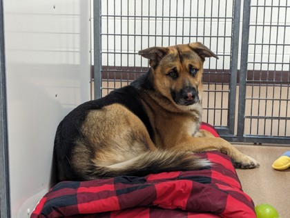 Do you know me? This dog was abandoned last night at the Boulder Reservoir near the north shore parking lot around 8:30pm. A person in an older model (2000's) Honda Civic was seen leaving the dog in the parking lot. The dog is a young, black and tan, neutered male, German