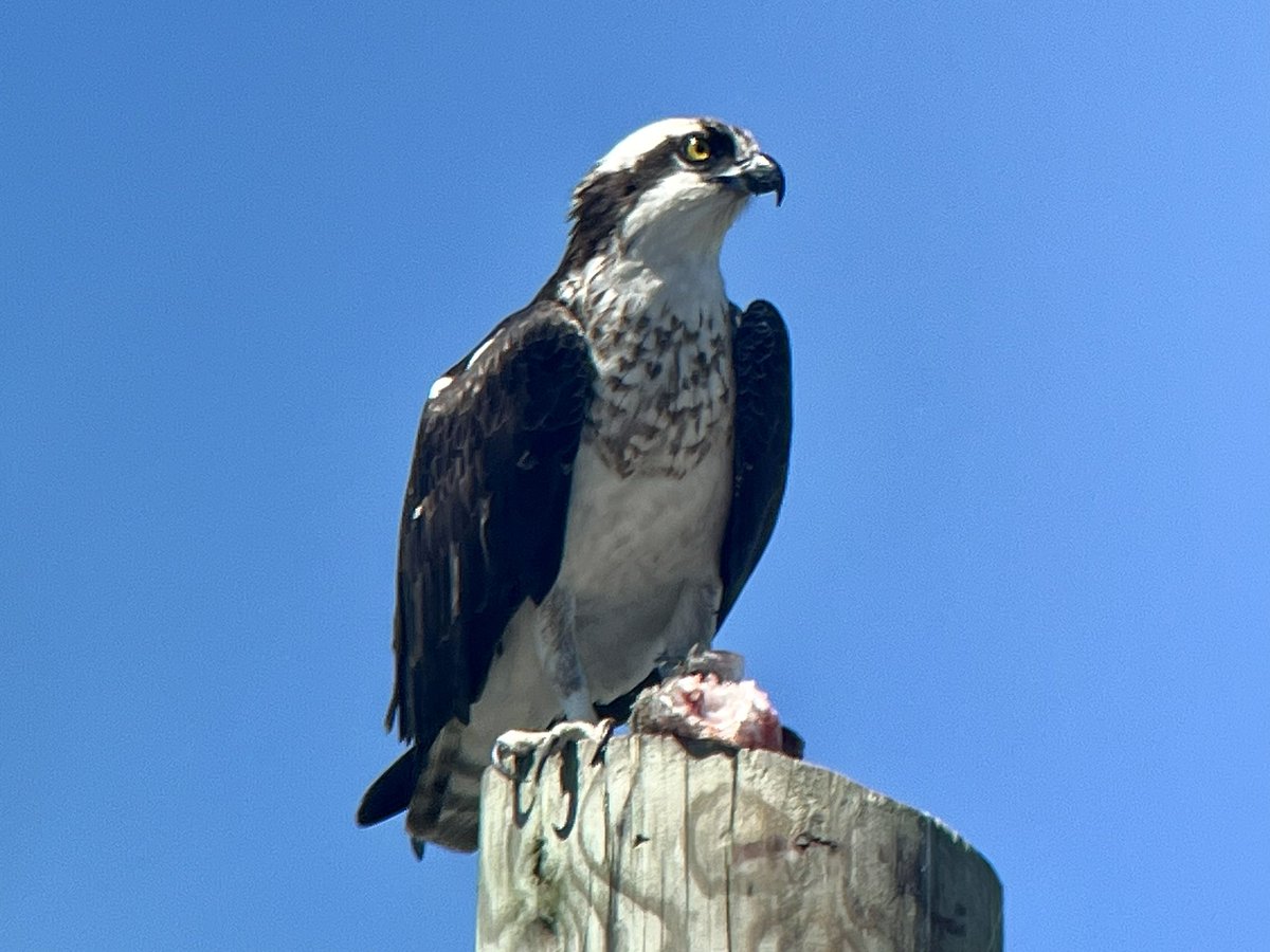 This female #Osprey was dining al fresco and having a little snack atop a utility pole in #CapeMayNJ. It was eventually chased by another Osprey who tried to steal its fish! 

#birdsofprey #birdsofnewjersey #birds