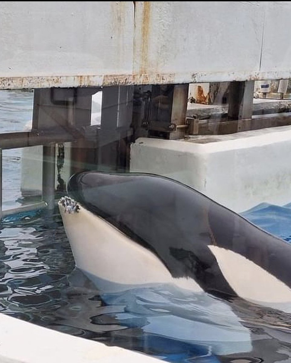 Breaking: 2 orcas injured during transfer in Japan, one of them being Lovey who recently lost a calf
📸 Liberate_Cetaceans