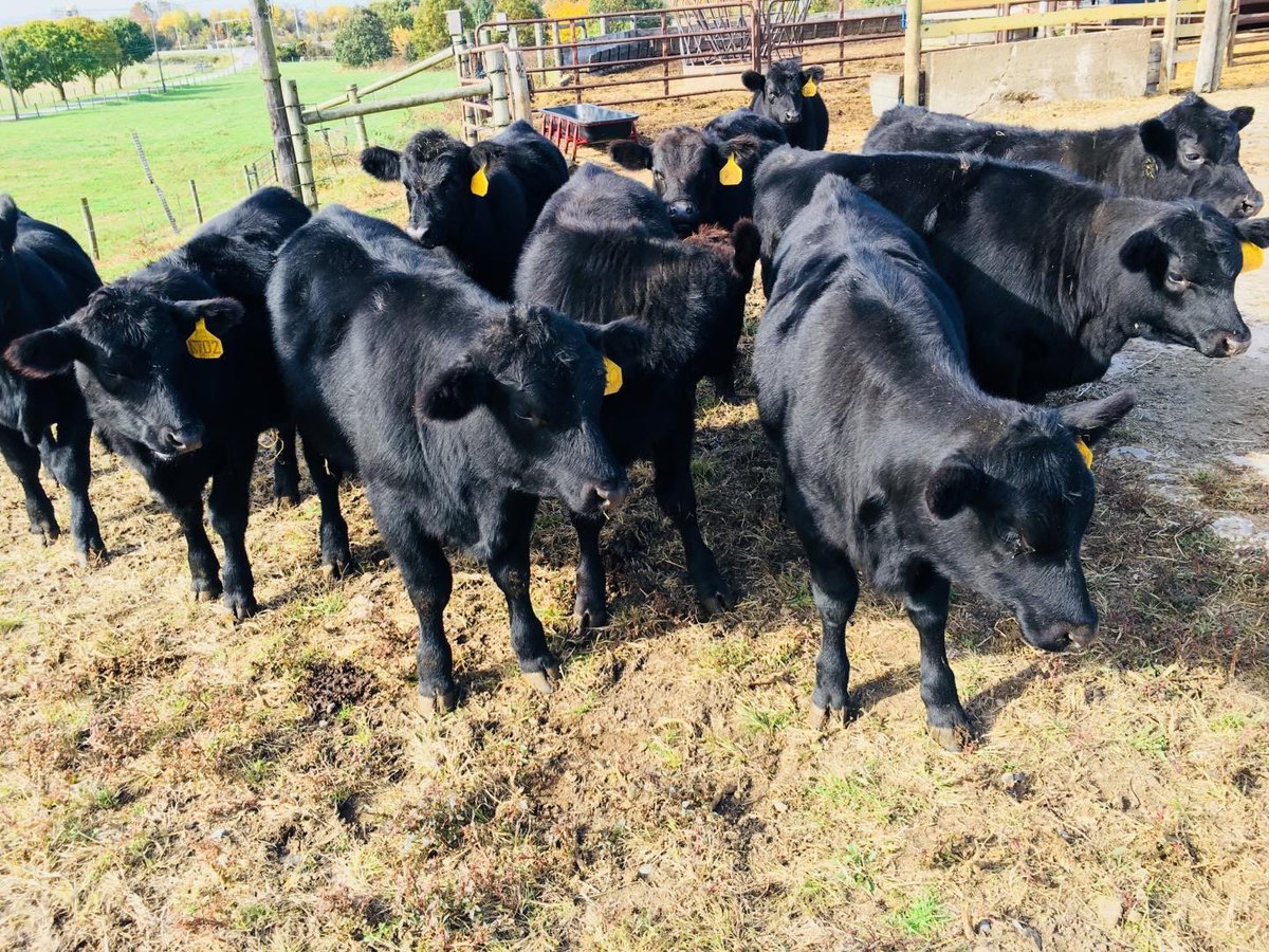 Good evening Patriots feeding time on the ranch today! #AmericanBeef