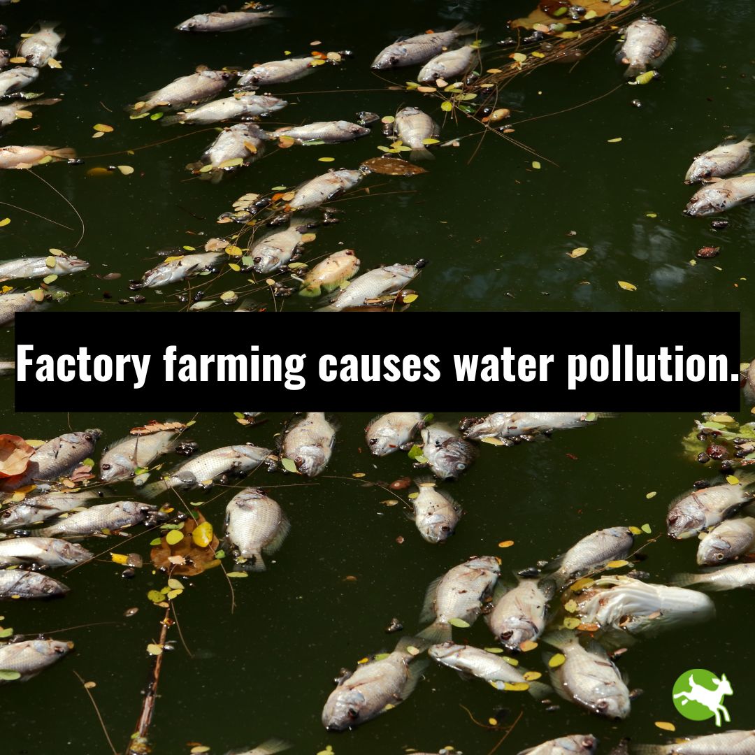 As #EarthMonth comes to a close, we are here to remind you that #factoryfarming causes water pollution, which can lead to the death of wildlife, environmental degradation, & public health concerns.

Learn more on how to protect your local waterways - > bit.ly/3y5lgOp