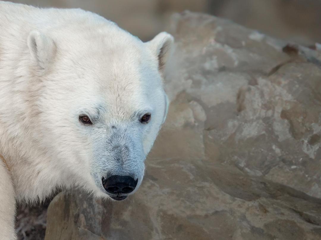 We have brr-illiant news - more dates have been added for our Polar Bear Breakfasts! 👏 Members get special pricing for May dates (and more May dates have been added!). Grab your tickets with the link: bit.ly/3TgLzcX #YourZooYYC #YYCEvents