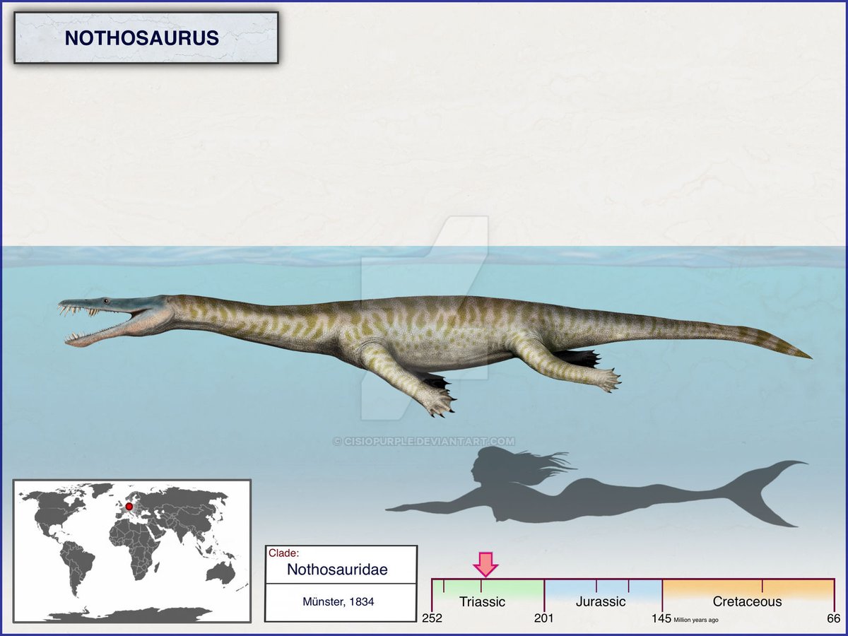 Nothosaurus is bigger than I remember