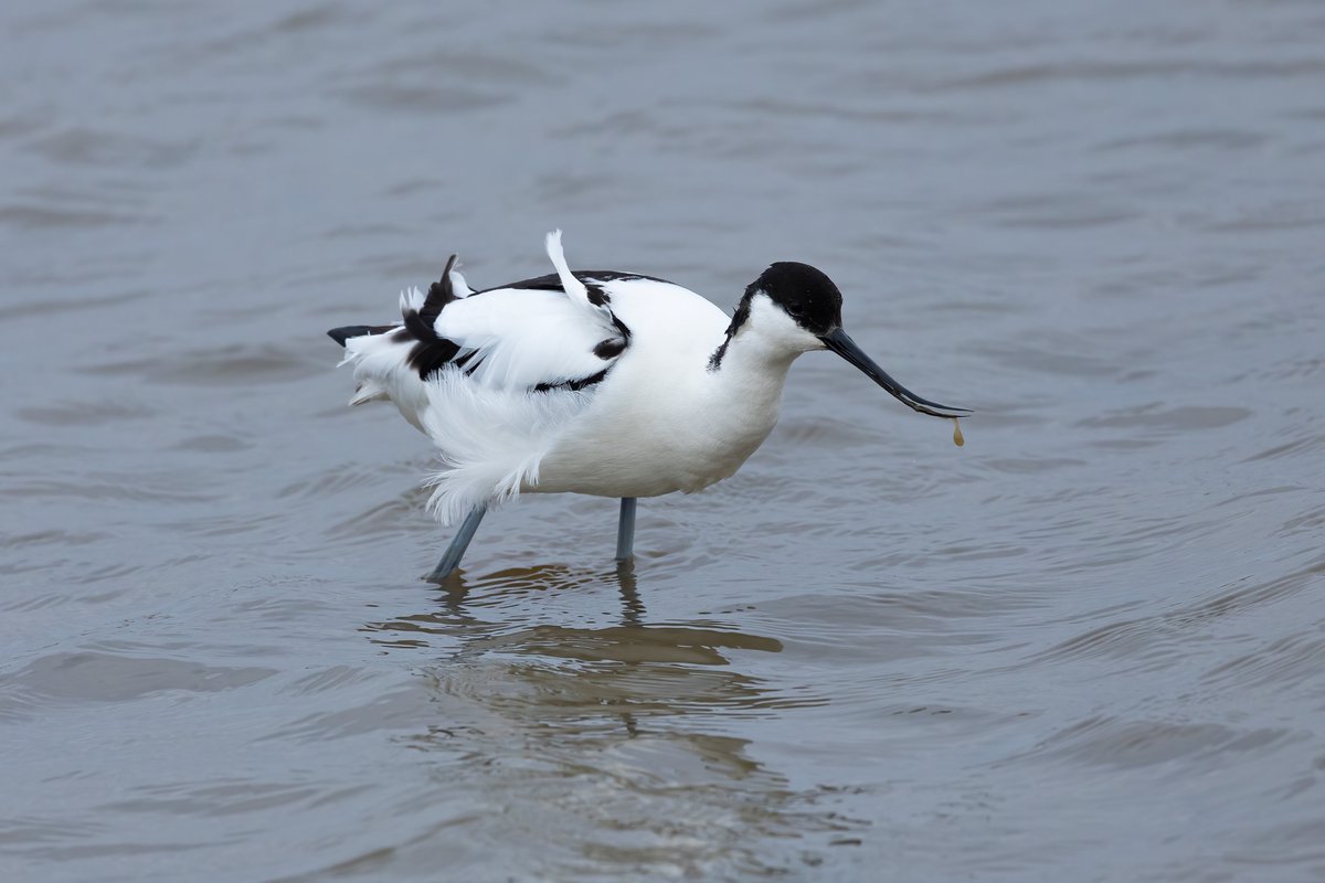 One of several Avocets seen at RSPB Titchwell Marsh recently-I love those blue legs! @RSPBTitchwell