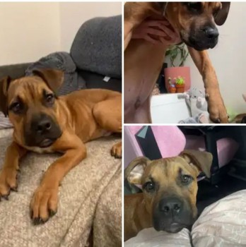 #LOST #DOG BOSCO 
#Puppy #Male #Mastiff Tan with White patch on Chest
#Missing from #Kenton #HA3
Last seen #Barnet Playing Fields #EN5 South East
Someone picked him up but he ran away from them 
Monday 22nd April 2024 
#DogLostUK #Lostdog #ScanMe 

doglost.co.uk/dog/191879