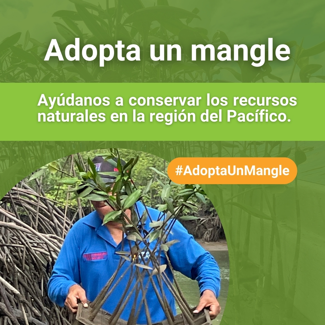 ¿Quieres hacer parte? #adoptaUnMangle 

👉Dona la siembra de un mangle para mitigar el impacto del cambio climático y ayudar a las comunidades afros que habitan allí.

📲 ¡Escríbenos para más información! 

 #KasaMangle #medioambiente #ecosistema #cuidadoambiental #salud