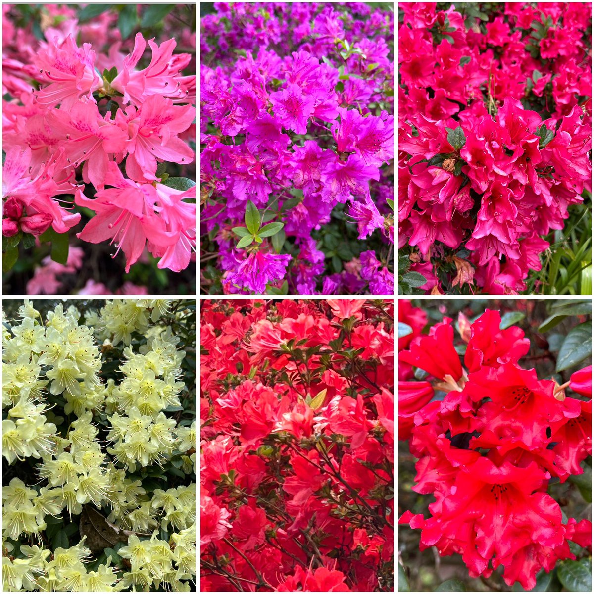 April is about the Azaleas @GardensHour, what a display they’ve put on this year #GardensHour