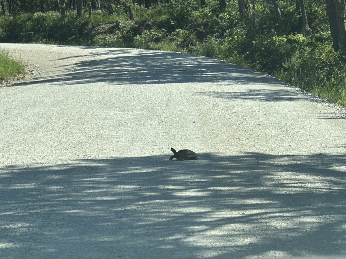 I always enjoy these little creatures crossing the road. 😀