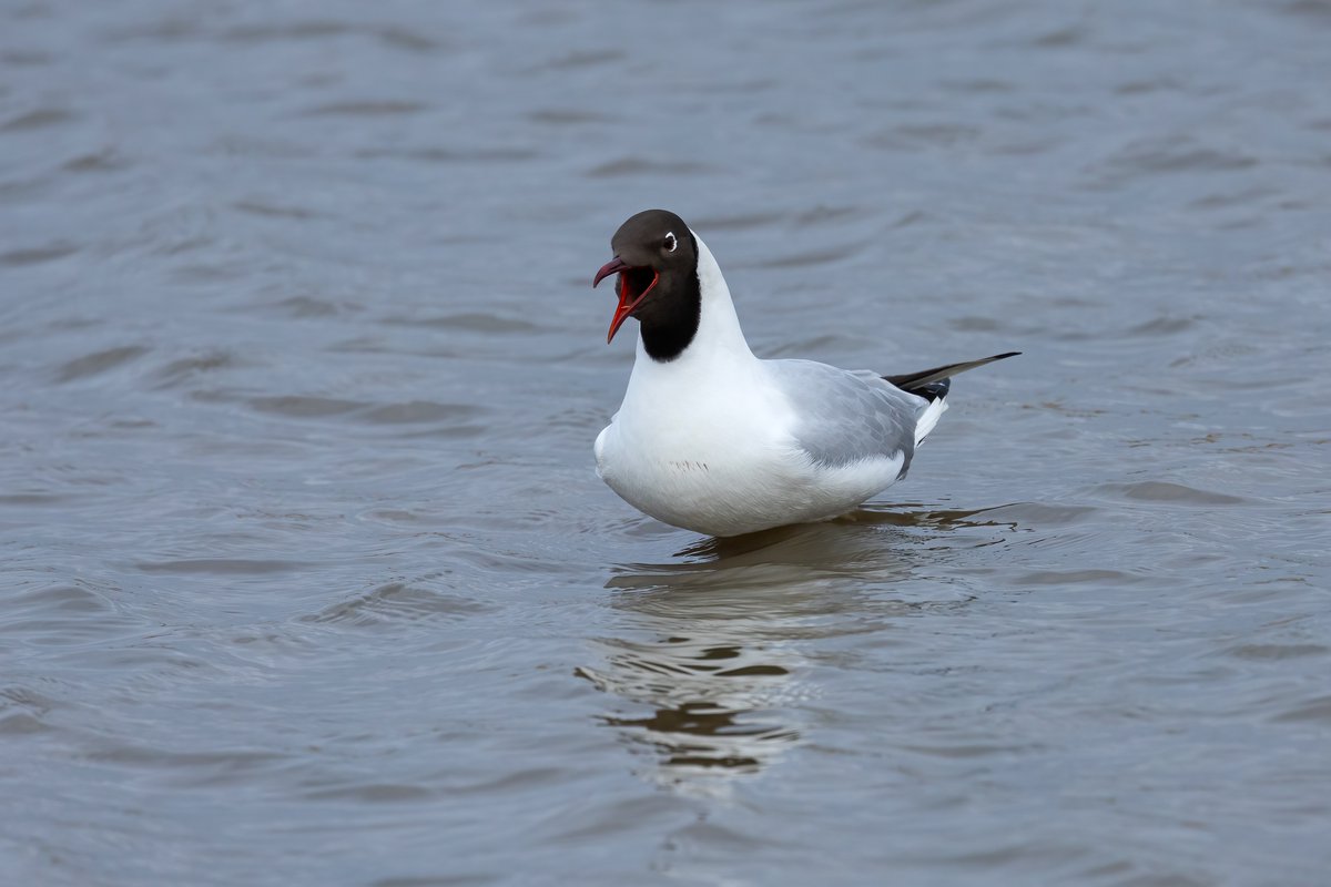 Black-headed Gull-seen at RSPB Titchwell Marsh in North Norfolk recently-very large numbers of this elegant species present at the reserve @RSPBTitchwell