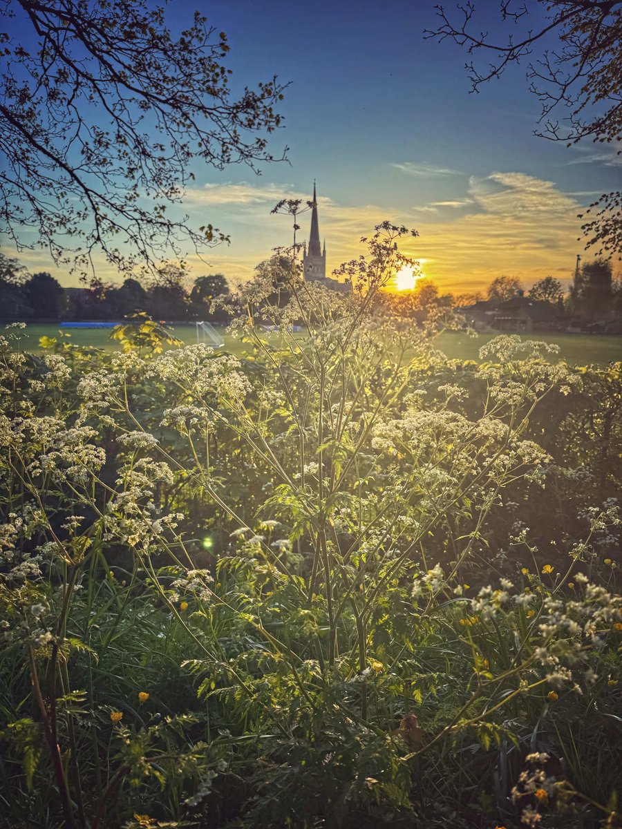 A golden sunset at Norwich Cathedral this evening with Cow Parsley and Santa Maria Feverfew in the foreground. #Norwich