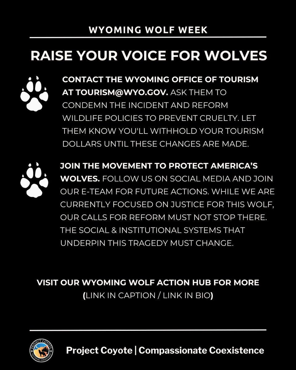 Stand with us as we shed light on the #Wyoming wolf incident. Visit our Action Hub to raise your voice: tinyurl.com/mw7mff9e. Read insights from Dr. Fran Santiago-Ávila on systemic issues and changes needed: tinyurl.com/yc77n9xv. 📷 Josh Shandera