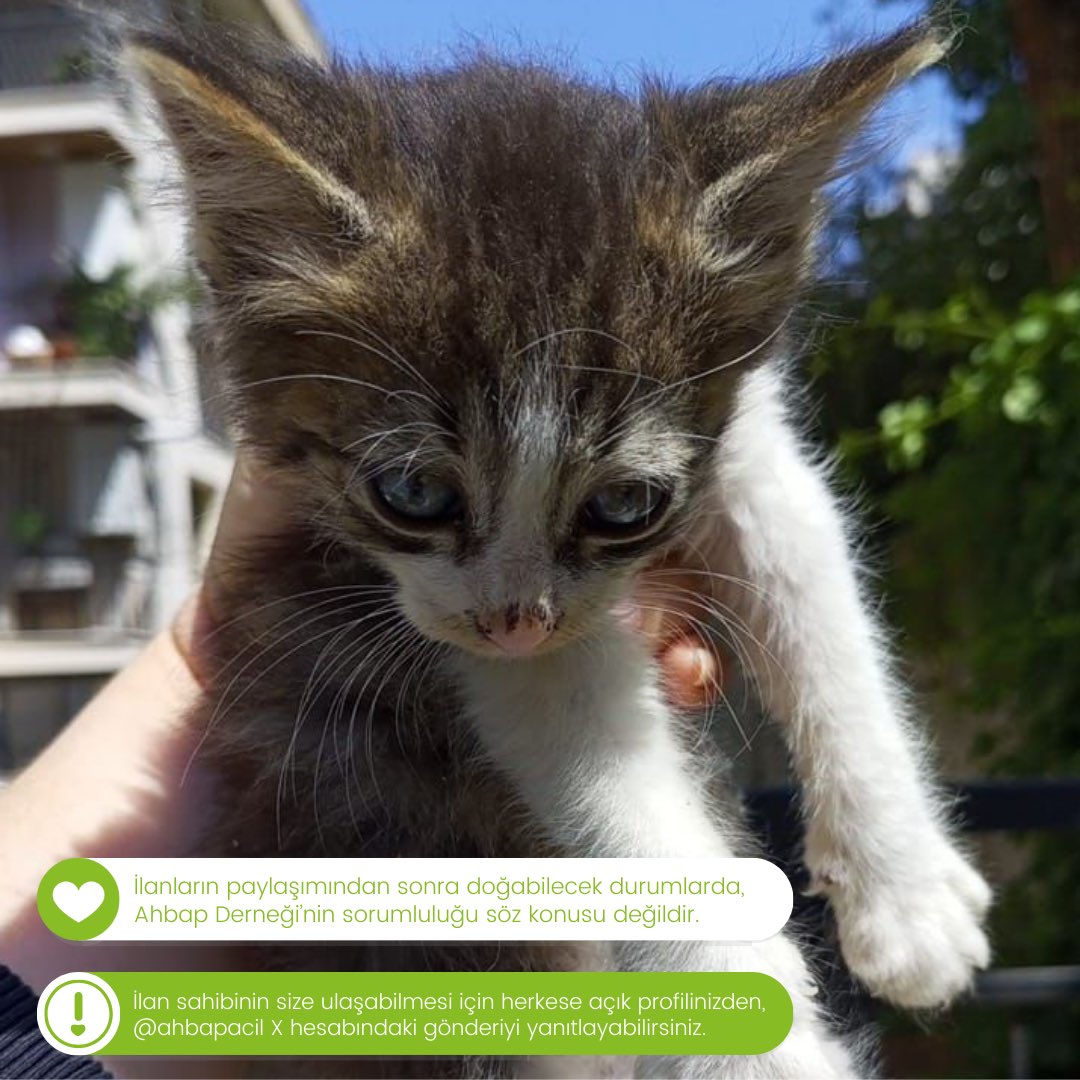 Yuvalandırma İlanı📌 Boncuk; 1.5 aylık, erkek kedi. Bilinen herhangi bir sağlık sorunu bulunmamaktadır. Bu sevimli dostumuz #İzmir’de sıcak yuvasını beklemektedir.
