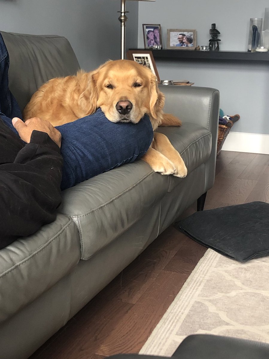 cgbosslady1's tweet photo. Happy Monday! M is off today. She and D went for lunch with friends from Edmonton. Now itโs snoozle time. #dogsfX #dogsoftwitter #lazymonday #family #friends https://t.co/meXiXyBa1i